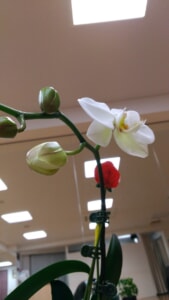 P_20200403_☆201058_vHDR_Auto