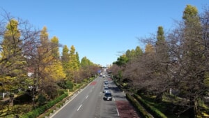 DSC_0180-秋の国立-2