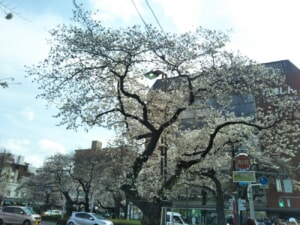 18-0324桜②