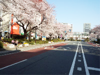 国立の桜は、もう満開 ！？