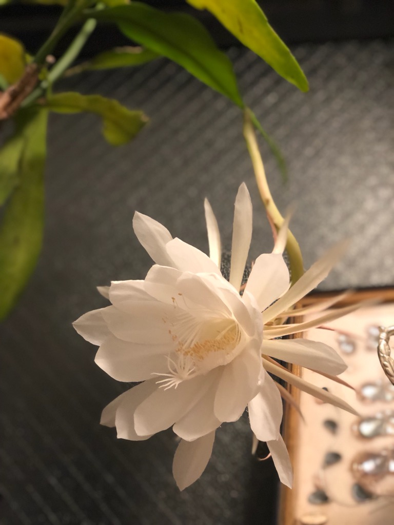 月下美人２